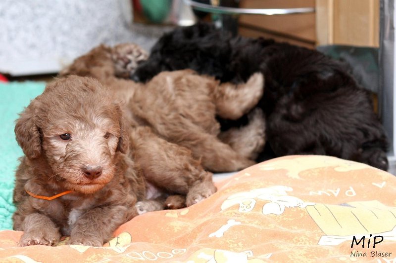 2011-05-28 Puppies Candy & Svet (2).jpg